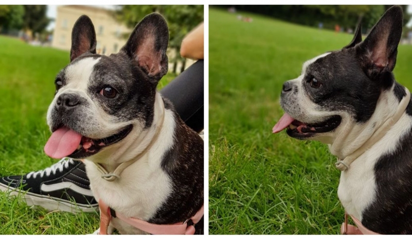 raccolta fondi per la cagnolina maika